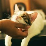 scoping out the purrfect pair?